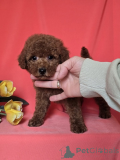 Foto №3. Rote Zwerg pudel welpen. Serbien