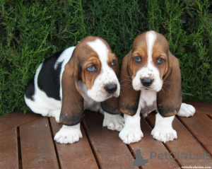 Foto №2 zu Ankündigung № 44901 zu verkaufen basset hound - einkaufen Griechenland 