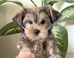 Foto №1. yorkshire terrier - zum Verkauf in der Stadt Tiflis | 531€ | Ankündigung № 146218