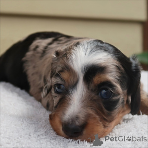 Foto №2 zu Ankündigung № 159136 zu verkaufen dackel - einkaufen Schweiz züchter