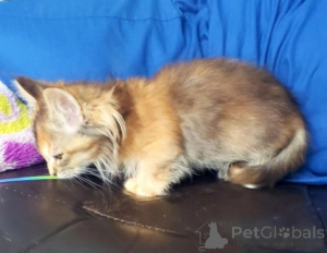 Foto №2 zu Ankündigung № 160387 zu verkaufen munchkin - einkaufen Deutschland züchter