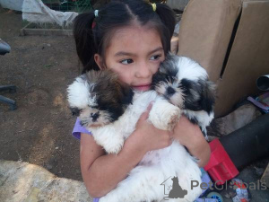 Foto №2 zu Ankündigung № 166182 zu verkaufen shih tzu - einkaufen Deutschland quotient 	ankündigung