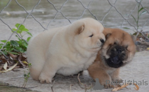 Foto №1. chow-chow - zum Verkauf in der Stadt Gütersloh | 580€ | Ankündigung № 175475