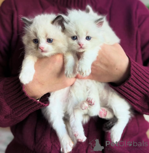 Foto №2 zu Ankündigung № 135880 zu verkaufen  - einkaufen USA 