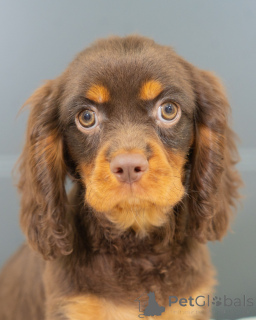 Foto №2 zu Ankündigung № 157214 zu verkaufen cavalier king charles spaniel - einkaufen Deutschland quotient 	ankündigung