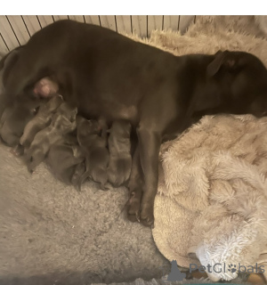 Foto №2 zu Ankündigung № 175223 zu verkaufen staffordshire bull terrier - einkaufen Deutschland quotient 	ankündigung