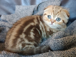 Foto №2 zu Ankündigung № 161900 zu verkaufen schottische faltohrkatze - einkaufen Belgien quotient 	ankündigung