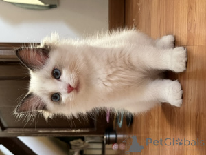 Foto №3. Entzückendes männliches und weibliches Ragdoll-Kätzchen. Belgien