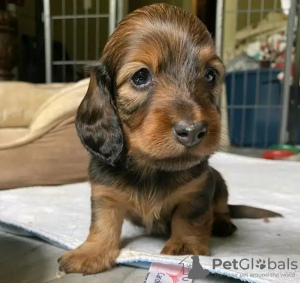 Foto №3. Toilettenausbildung Dackel. Niederlande