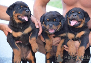 Foto №2 zu Ankündigung № 113447 zu verkaufen rottweiler - einkaufen Serbien züchter