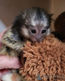 Foto №1.  - zum Verkauf in der Stadt Bournemouth | verhandelt | Ankündigung № 161695