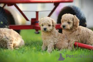 Foto №1. maltipu - zum Verkauf in der Stadt Berlin | 700€ | Ankündigung № 157249