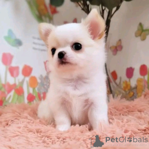 Foto №1. chihuahua - zum Verkauf in der Stadt Benfica | verhandelt | Ankündigung № 164446