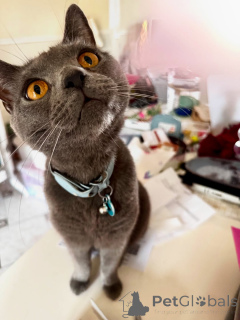 Foto №2 zu Ankündigung № 158743 zu verkaufen chartreux - einkaufen Frankreich quotient 	ankündigung