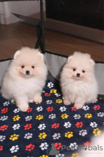 Foto №1. pommersche spitz - zum Verkauf in der Stadt Espoo | Frei | Ankündigung № 160302