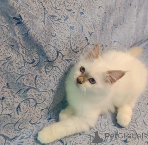 Foto №1. birma-katze - zum Verkauf in der Stadt Neyenkirchen | 350€ | Ankündigung № 177596