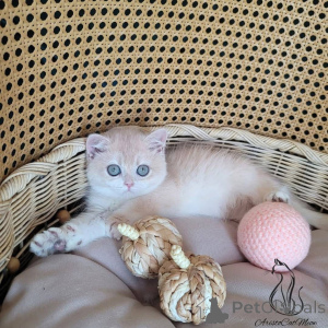 Foto №2 zu Ankündigung № 162329 zu verkaufen  - einkaufen Frankreich 