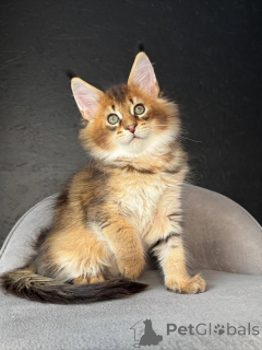 Foto №2 zu Ankündigung № 159408 zu verkaufen maine-coon-katze - einkaufen Schweiz züchter