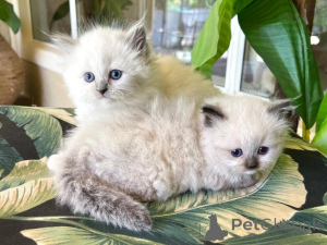 Foto №1. ragdoll-katze - zum Verkauf in der Stadt Эттельбрюк | Frei | Ankündigung № 141872