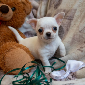 Zusätzliche Fotos: Chihuahua Welpen aus dem Zwinger