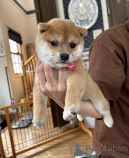 Foto №1. shiba - zum Verkauf in der Stadt Novi Vinodolski | 300€ | Ankündigung № 115729