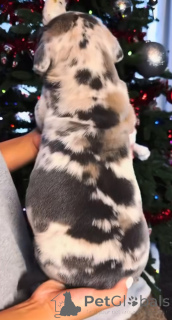 Foto №3. Lernen Sie Thor kennen, unseren sanften Riesen im Training. Loyal, mutig und zum. Finnland