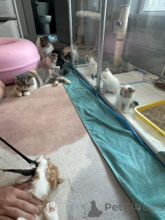 Foto №2 zu Ankündigung № 161088 zu verkaufen exotische kurzhaarkatze - einkaufen Finnland quotient 	ankündigung, züchter