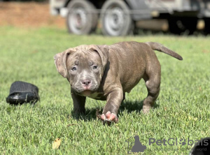 Foto №4. Ich werde verkaufen mischlingshund in der Stadt Smolensk. züchter - preis - 2500€