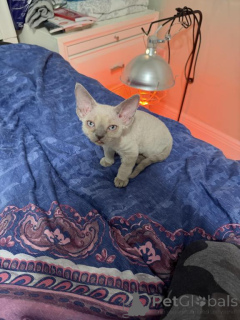 Foto №1. devon rex - zum Verkauf in der Stadt Bleialf | 350€ | Ankündigung № 177966