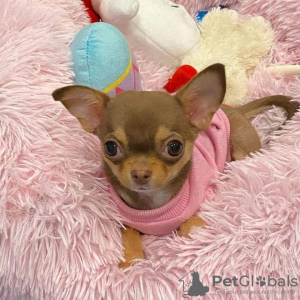 Foto №3. Chihuahua-Welpen zu verkaufen Business WhatsApp 37256062792. Finnland