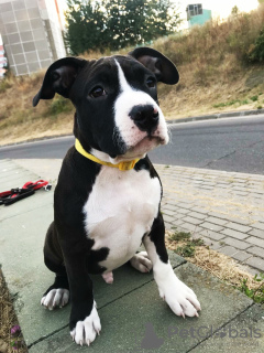 Foto №1. amerikanischer staffordshire terrier - zum Verkauf in der Stadt Minsk | verhandelt | Ankündigung № 25637