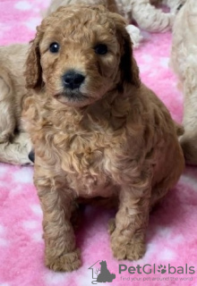 Foto №3. Entzückende Miniatur-Goldendoodle-Welpen sind heute startbereit. USA