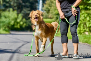 Foto №3. Der wunderschöne Hund Rom sucht eine Familie.. Russische Föderation