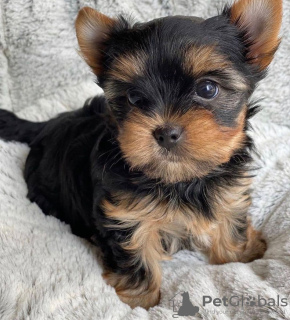 Foto №4. Ich werde verkaufen yorkshire terrier in der Stadt Wolfsburg. vom kindergarten, aus dem tierheim, züchter - preis - 200€