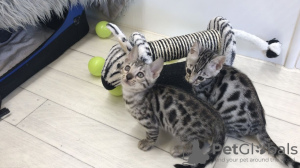 Foto №2 zu Ankündigung № 63751 zu verkaufen bengal katzenrasse - einkaufen Deutschland quotient 	ankündigung, vom kindergarten