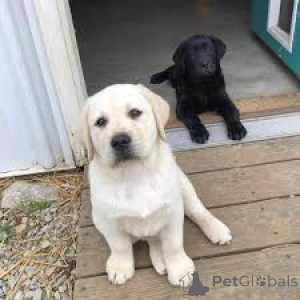 Foto №1. labrador retriever - zum Verkauf in der Stadt Madrid | 850€ | Ankündigung № 165984