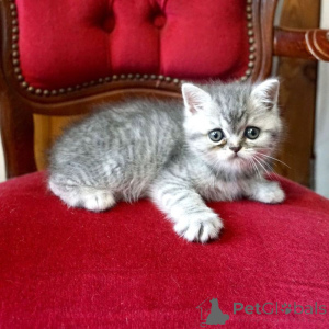 Foto №1.  - zum Verkauf in der Stadt Genf | verhandelt | Ankündigung № 137467