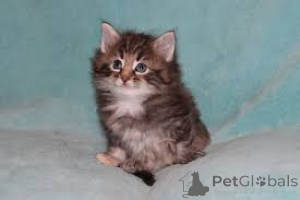 Foto №3. Chatons de Race Forêt Norvegienne à vendre.. Finnland