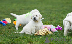 Foto №2 zu Ankündigung № 63314 zu verkaufen labrador retriever - einkaufen Polen quotient 	ankündigung