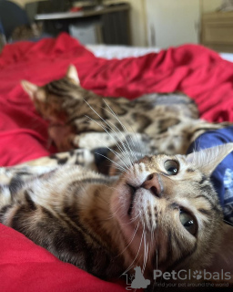 Foto №2 zu Ankündigung № 132682 zu verkaufen bengal katzenrasse - einkaufen Irland quotient 	ankündigung