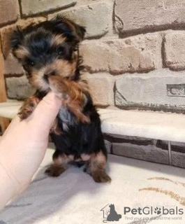 Foto №4. Ich werde verkaufen yorkshire terrier in der Stadt Düsseldorf. quotient 	ankündigung - preis - 329€