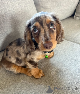 Foto №2 zu Ankündigung № 164022 zu verkaufen dackel - einkaufen Finnland quotient 	ankündigung, aus dem tierheim