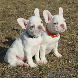 Zusätzliche Fotos: Französische Bulldoggenwelpen zu verkaufen.