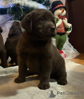 Zusätzliche Fotos: Chocolate and black Labrador Retriever puppies