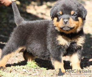 Foto №1. rottweiler - zum Verkauf in der Stadt Stockholm | 237€ | Ankündigung № 117967