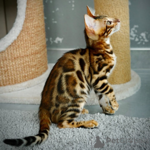 Foto №3. Mayson (U), reinrassiger bengalischer Kater. Italien