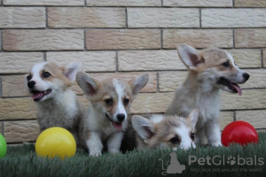 Foto №2 zu Ankündigung № 116916 zu verkaufen welsh corgi - einkaufen Serbien 