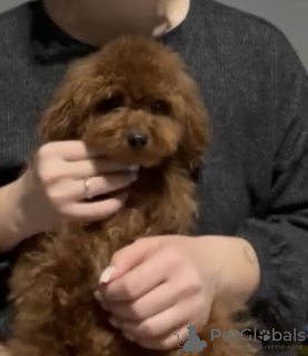 Foto №2 zu Ankündigung № 132242 zu verkaufen pudel (toy) - einkaufen Slowakei quotient 	ankündigung