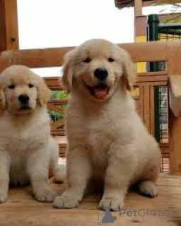 Foto №2 zu Ankündigung № 165587 zu verkaufen golden retriever - einkaufen Niederlande quotient 	ankündigung, züchter