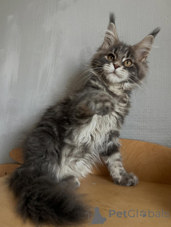 Foto №2 zu Ankündigung № 169844 zu verkaufen maine-coon-katze - einkaufen Deutschland züchter